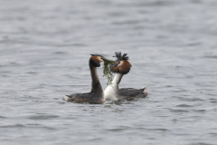 Wildlife Photography by Paul McDougall