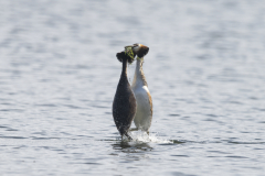 Wildlife Photography by Paul McDougall
