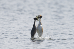Wildlife Photography by Paul McDougall