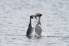 Wildlife Photography by Paul McDougall
