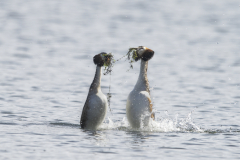 Wildlife Photography by Paul McDougall