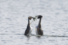Wildlife Photography by Paul McDougall