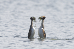 Wildlife Photography by Paul McDougall