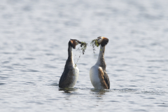 Wildlife Photography by Paul McDougall