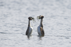 Wildlife Photography by Paul McDougall