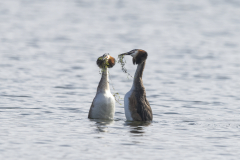Wildlife Photography by Paul McDougall