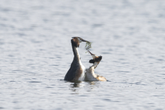 Wildlife Photography by Paul McDougall