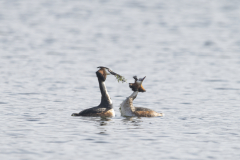Wildlife Photography by Paul McDougall