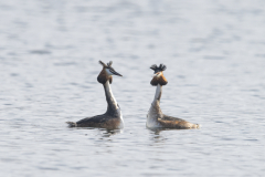 Wildlife Photography by Paul McDougall
