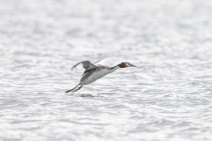 Wildlife Photography by Paul McDougall