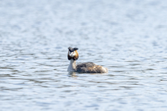 Wildlife Photography by Paul McDougall