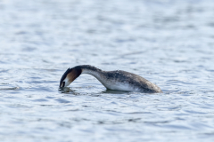 Wildlife Photography by Paul McDougall