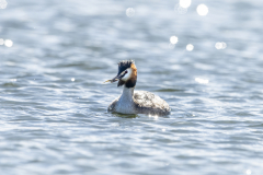 Wildlife Photography by Paul McDougall