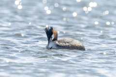 Wildlife Photography by Paul McDougall
