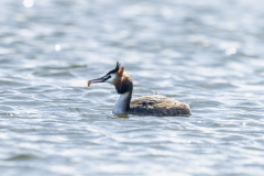 Wildlife Photography by Paul McDougall