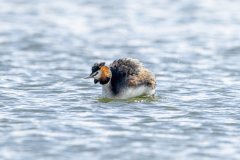 Wildlife Photography by Paul McDougall