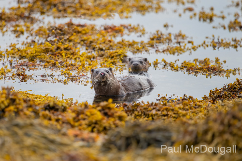 Isle of Mull photo tour with guide Paul McDougall