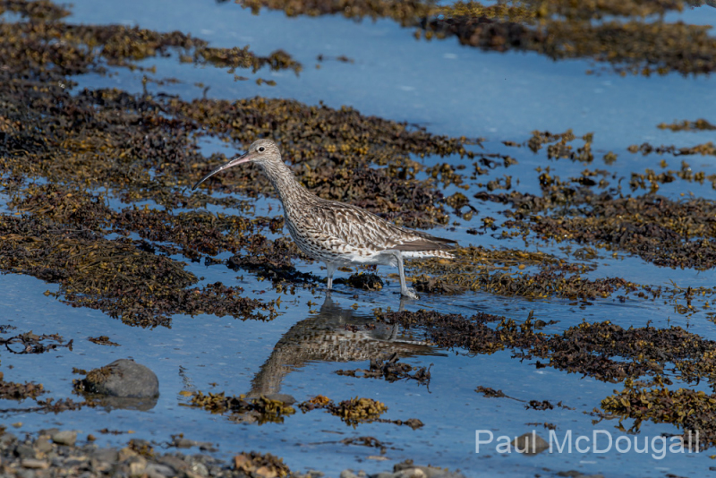Isle of Mull photo tour with guide Paul McDougall
