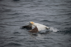 Isle of Mull photo tour with guide Paul McDougall