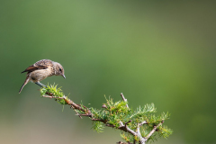 Isle of Mull photo tour with guide Paul McDougall