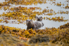 Isle of Mull photo tour with guide Paul McDougall