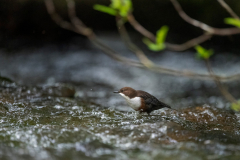 Isle of Mull photo tour with guide Paul McDougall