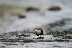 Isle of Mull photo tour with guide Paul McDougall