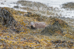 Isle of Mull photo tour with guide Paul McDougall