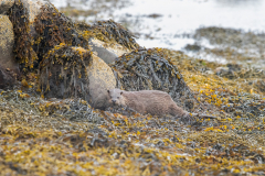 Isle of Mull photo tour with guide Paul McDougall