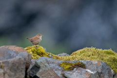 Isle of Mull photo tour with guide Paul McDougall