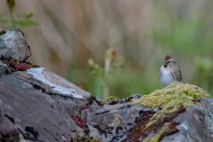 Isle of Mull photo tour with guide Paul McDougall