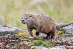 Isle of Mull photo tour with guide Paul McDougall