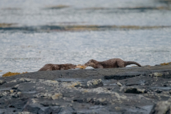 Isle of Mull photo tour with guide Paul McDougall