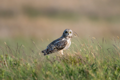 Isle of Mull photo tour with guide Paul McDougall