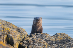 Isle of Mull photo tour with guide Paul McDougall