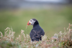 Isle of Mull photo tour with guide Paul McDougall