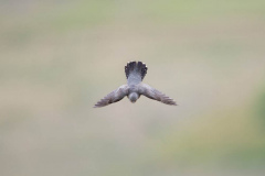 Isle of Mull photo tour with guide Paul McDougall