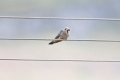 Isle of Mull photo tour with guide Paul McDougall