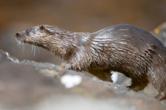 Isle of Mull photo tour with guide Paul McDougall