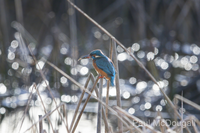 Wildlife Photography by Paul McDougall