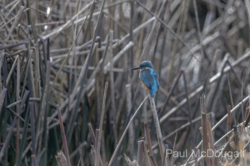 Wildlife Photography by Paul McDougall