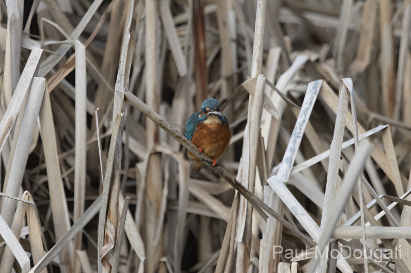 Wildlife Photography by Paul McDougall