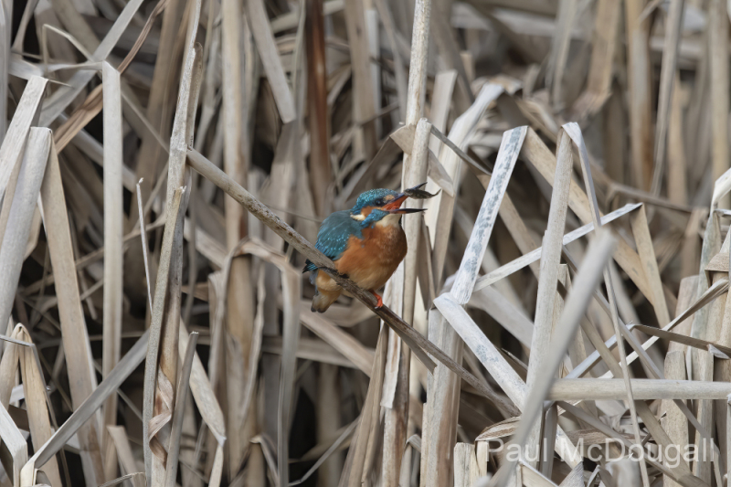 Wildlife Photography by Paul McDougall