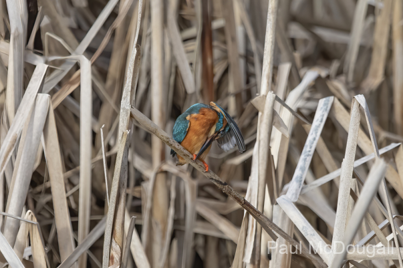 Wildlife Photography by Paul McDougall