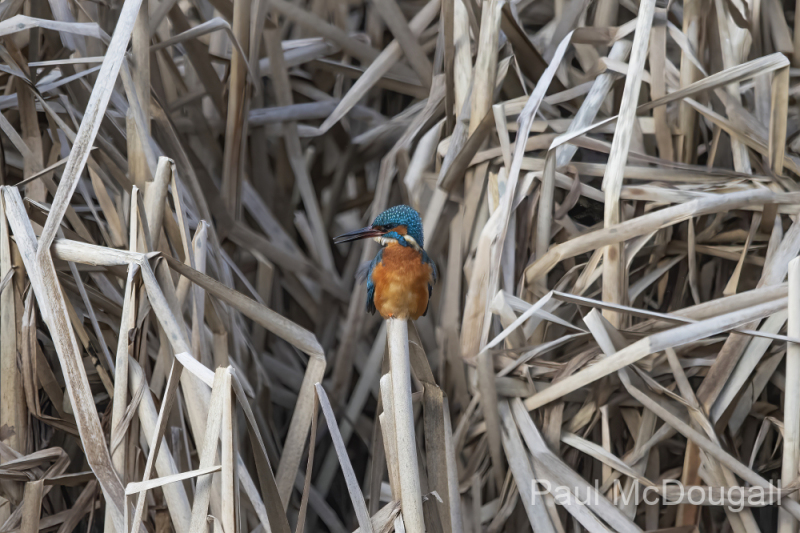 Wildlife Photography by Paul McDougall