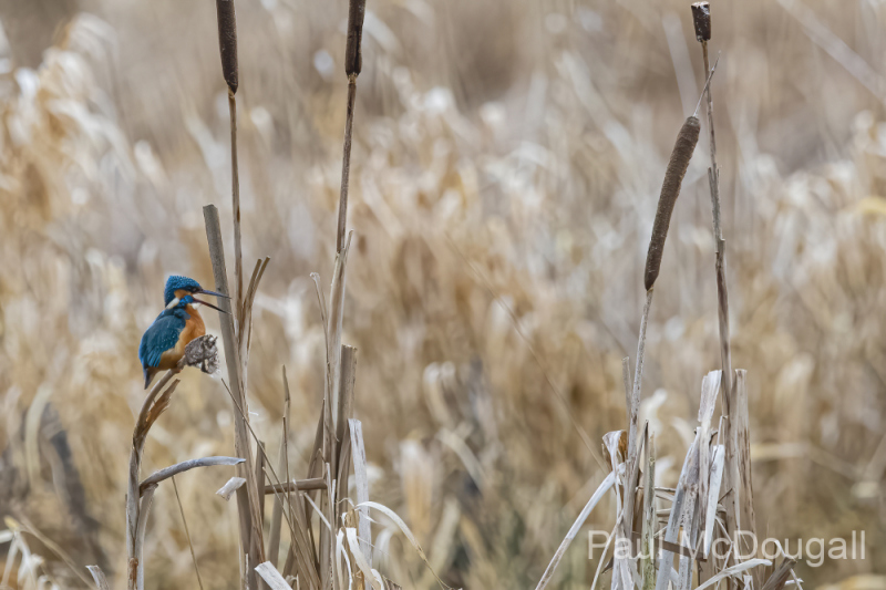 Wildlife Photography by Paul McDougall