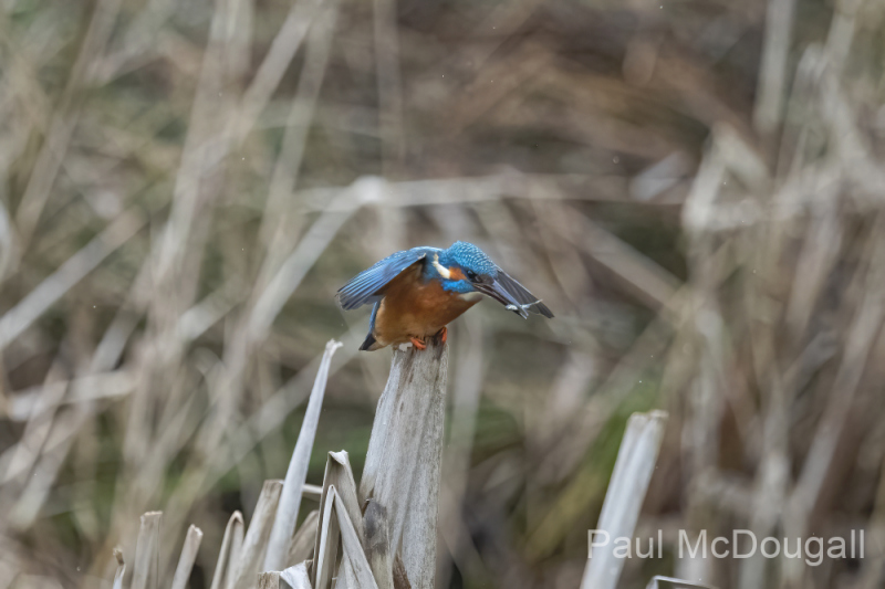 Wildlife Photography by Paul McDougall
