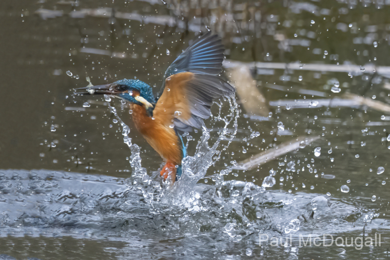 Wildlife Photography by Paul McDougall