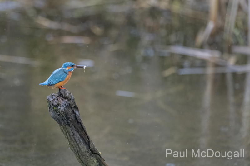 Wildlife Photography by Paul McDougall