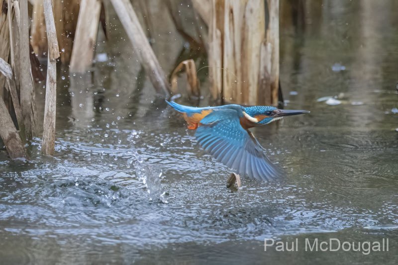 Wildlife Photography by Paul McDougall